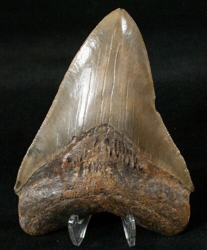 Megalodon Tooth - Beautiful Enamel #16228